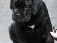 Safkan Cane Corso İtaliano