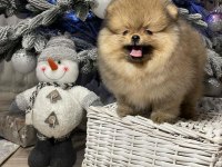 Irk Garantili Pomeranian Yavruları