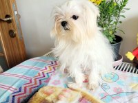Kore Maltese