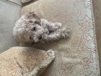 Poodle kızımızı sahiplendiriyoruz