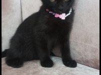 Siyah Panter Kedimiz