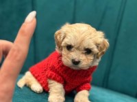 Mağazamızdan Maltipoo Yavrularımız