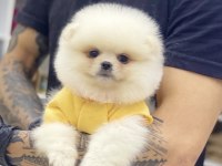 Pomeranian Boo Bakımlı Köpekler
