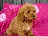 MİNİ BOY MALTİPOO ERKEK YAVRULARIMIZ
