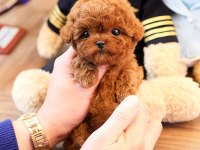 TOY POODLE YAVRULARIMIZ