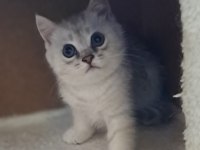 British shorthair silver erkek