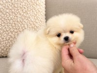 MİNİCİK AYICIK ERKEK POMERANİAN BOO KÖPEKLER