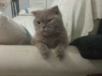 2 yaşında uysal dişi scottish fold kedimiz