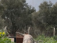 Yavru safkan dişi presa canario