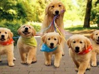 Teslime hazır golden retriever bebekler