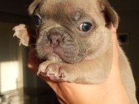 EGZOTİC BLUE FRENCH BULLDOG KALİTELİ BEBEKLER