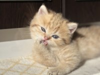 GOLDEN ERKEK BRİTİSH SHORTHAİR YAVRU