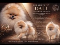 FCI ŞECERELİ MİNİ TEACUP POMERANİAN BOO ERKEK YAVRULAR