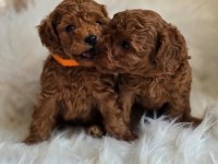 Tarçınlı kurabiye poodle