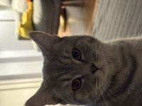 ÜCRETSİZ ERKEK KEDİMİZ