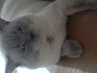 British shorthair 1 yaşına girdi uygun sahiplendiriyorum