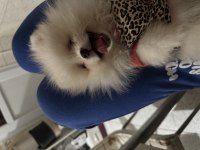 Pomeranian boo ayı surat