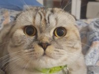 Scottish fold kızımıza damat arıyoruz