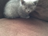 BRİTİSH SHORTHAİR YAVRU KEDİLER