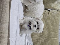 Safkan 0 numara kore maltese bebekler