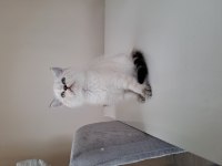 Scottish fold bluepoint