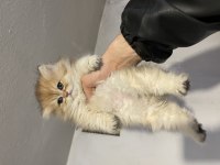 Anne Baba Şecereli Safkan British Longhair Dişi