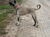 Saf kangal köpeği yerlisinden