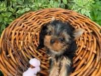 Teacup yorkshire terrier