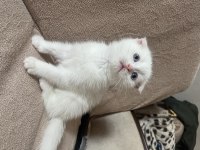 Boncuk gözlü bebek kedilerim