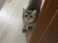 British Shorthair 12 Aylık Kedimiz