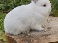 Renk Renk Cüce Tavşanlar