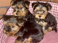 Dişi ve erkek yorkshire terrier yavrularımız