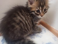 Bir ailesi olmasını istiyorum tekir