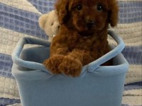 Safkan toy poodle kilo garantili yavrular