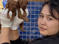 Toypoodle yavruları elite seri burada