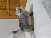 Chinchilla 8,5 Aylık