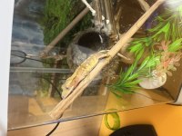 Ucuza harlequinn morf crested gecko