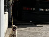 Pug Mops 55 - 65 günlük Erkek - Dişi Yavrular