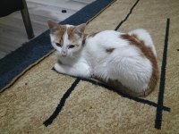 TEKİR DİŞİ KEDİMİZ