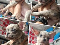 2 Blue Brindle dişi 1 Blue Merle Erkek French Bulldog