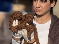 Kore poodle yavrularımız