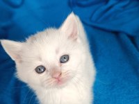 British shorthair 2 aylık dişi ve erkek