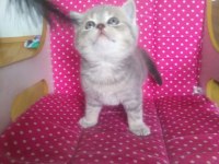 Teslime hazır british shorthair yavrularım