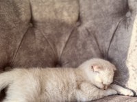 Oyuncu kedilerim 3 aylık scottish fold