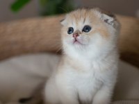 Yuvarlak Hatlı Golden Scottish Fold