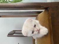 Beyaz Scottish fold