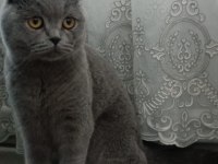 Acil sahiplendirme scottish fold takas olur