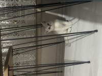 British shorthair yavru kedimiz