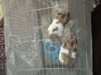 Son üç hamster miniğimiz