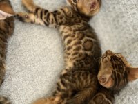 Bengal kedisi yavru